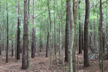 Naklejka premium trees in the forest
