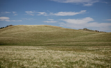 Obraz premium landscape with field and blue sky