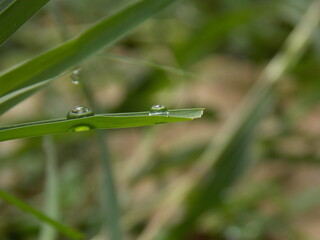 dew on a grass