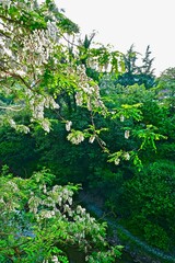 crown of blooming white acacia over the river