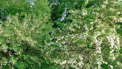 crown of blooming white acacia over the river