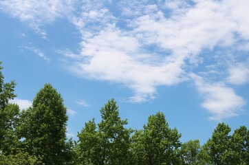 緑　青空　爽やか　風景　