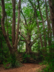 Fototapeta na wymiar Giant Tree in Forest Vertical Mode