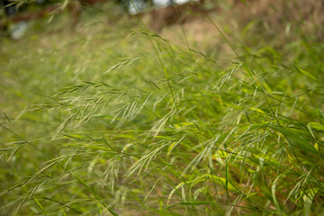 Long Grass Background Texture