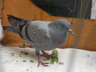 dove on the cage