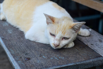 cat on a wooden table