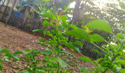 beautiful green leaves in the afternoon