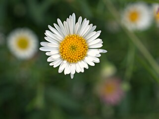 Closeup white Latin american fleabane flowers plants in garden (maxican fleabane) with green blurred background ,macro image ,sweet color for card design ,soft focus ,daisy in the garden