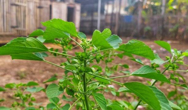 detial of beautiful Indonesian green leaves
