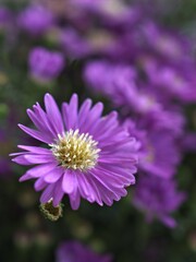 Obraz premium Closeup purple petals of aster (Chrysant hemum )flowers plants with soft focus and blurred background ,sweet color for card design ,violet flowers in the garden