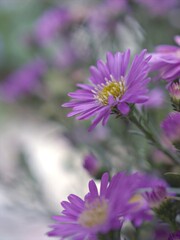 Obraz premium Closeup purple petals of aster (Chrysant hemum )flowers plants with soft focus and blurred background ,sweet color for card design ,violet flowers in the garden