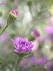 Closeup purple petals of aster (Chrysant hemum )flowers plants with soft focus and blurred background ,sweet color for card design ,violet flowers in the garden