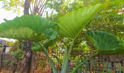 the beauty of green leaves with giant diameters