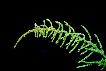 fern leaf on black background
