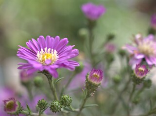 Obraz premium Closeup purple petals of aster (Chrysant hemum )flowers plants with soft focus and blurred background ,sweet color for card design ,violet flowers in the garden