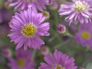 Closeup purple petals of aster (Chrysant hemum )flowers plants with soft focus and blurred background ,sweet color for card design ,violet flowers in the garden