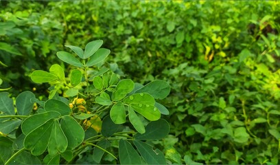 Fototapeta na wymiar beautiful green leaves with water drops on it