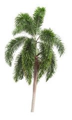 Beautiful green palm tree isolated on white.