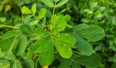 Fototapeta na wymiar water drops in green leaves