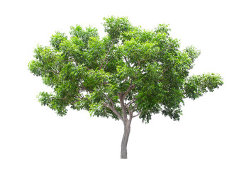 Beautiful green tree isolated on white.