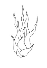 Tillandsia ink silhouette on white background. High quality illustration.