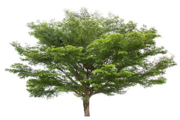 Fototapeta premium Beautiful green tree isolated on white.