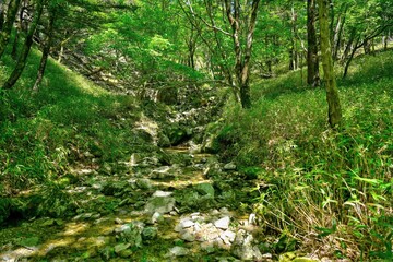 新緑に包まれた大台ヶ原山の渓流の情景＠奈良
