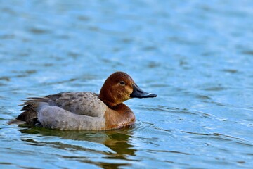 青空映す水面をのんびり泳ぐホシハジロ メス