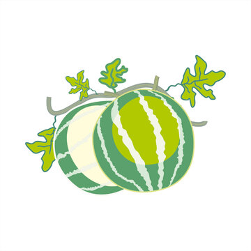 watermelon illustration with stems and leaves