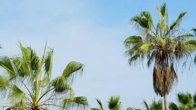 Tropical palm trees. Green palm tree on blue sky background. summer vacation tropical paradise.