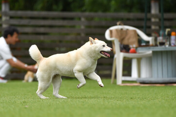 Obraz premium ドッグランで遊ぶ白毛の柴犬