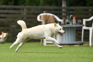 ドッグランで遊ぶ白毛の柴犬