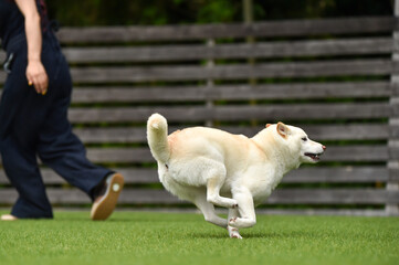 ドッグランで遊ぶ白毛の柴犬