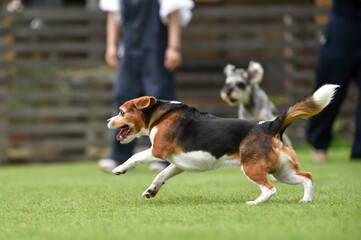 ドッグランで遊ぶビーグル