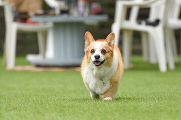 ドッグランで遊ぶコーギー