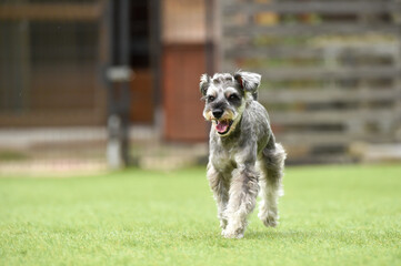 おすましするミニチュアシュナウザー
