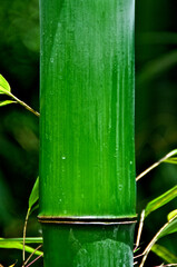 Closeup of giant bamboo node and internode