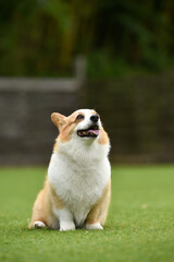 おすましポーズするコーギー