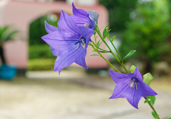 キキョウ（桔梗）、Platycodon grandiflorus