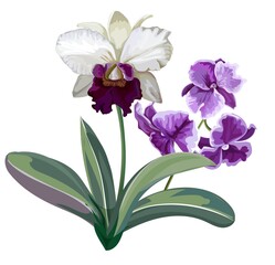 Orchid white and purple flowers vector illustration