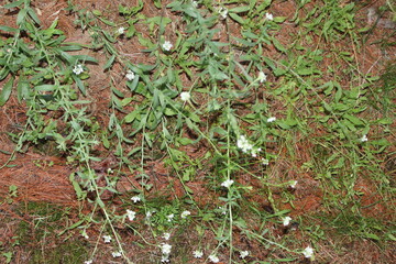 green grass in the garden