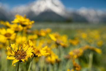 Yellow daisy (arrowleaf balsamroot) with the Grand Teton Mountains defocused in background.