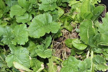 green leaves in the garden