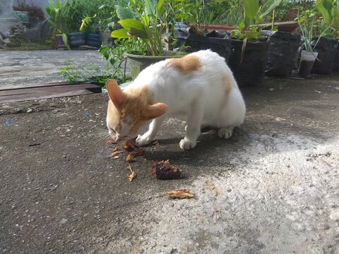 A White And Orange Striped Stray Cat Is Eating Fish By The Roadside