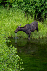 Female moose (cow) drinking out of the Snake River in Jackson Wyoming in Grand Teton National Park