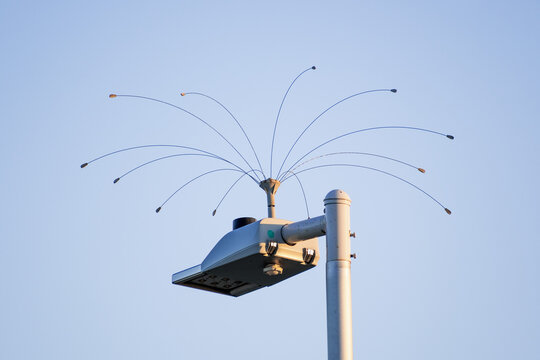 Humane bird deterrent device installed on top of a street lamp; San Francisco Bay Area, California