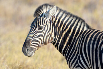 Zebras im Etosha-Nationalpark in Namibia