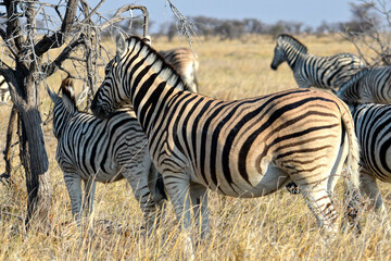 Fototapeta na wymiar Zebras im Etosha-Nationalpark in Namibia