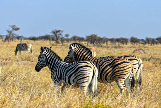 Zebras im Etosha-Nationalpark in Namibia