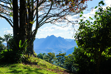 View between trees on a hill, to blue mountain range, and cloudy blue sky in the background. Scenic Rim, Border Ranges, Queensland, Australia.